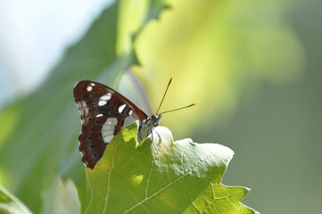 White Admiral butterfly (Limenitis camilla) It has white-banded black wings and a distinctive delicate flight, which has short periods of wing beats followed by long glides, uses shady woodland