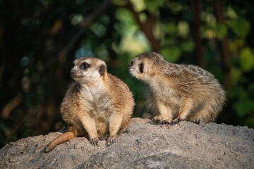 meerkat