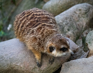 meerkat