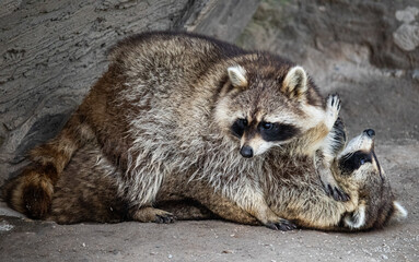 raccoon