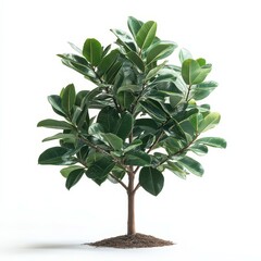Rubber Plant Tree on White Background