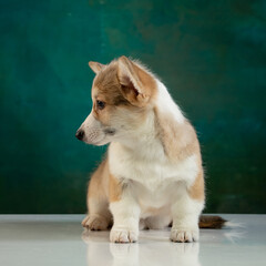 studio portrait of a Pembroke Welsh Corgi