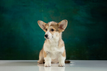 studio portrait of a Pembroke Welsh Corgi