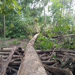 tree trunk in the forest