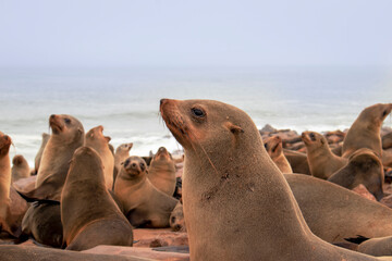 Wild animals. Harbor seals resting at the Cape Cross seal colony in Namibia, Africa.