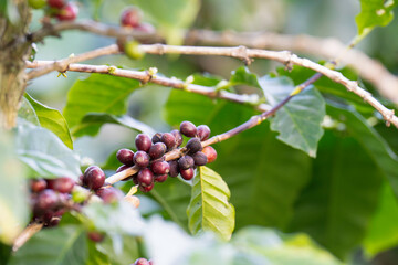 Red and green coffee fruit on tree on green leaf background.