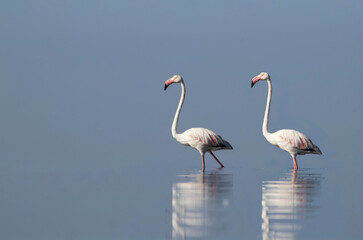 Obraz premium African wild birds. A flock of great flamingos on the blue lagoon against the bright sky