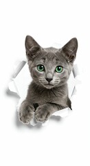 Obraz premium Charming Russian Blue Kitten Poking Through Torn Paper with Vibrant Green Eyes - Stylish and Minimalistic Design