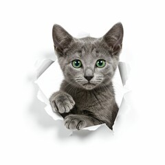 Charming Russian Blue Kitten Poking Through Torn Paper with Vibrant Green Eyes - Stylish and Minimalistic Design