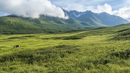 A group of caribou on grasslands in Russia's Kamchatka mountains