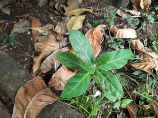 Calotropis gigantea plant. Its other names is crown flower, Giant milkweed, Bowstring hemp, Swallow wort, and Asclepiad tree. This plant is used in many Ayurvedic medicines. 