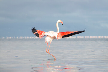 African wild birds. Lone great flamingo on the blue lagoon in the morning
