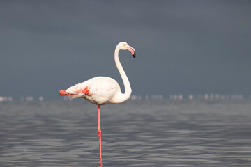 Wild African birds. A lone great African flamingo on a blue lagoon against a bright sky background