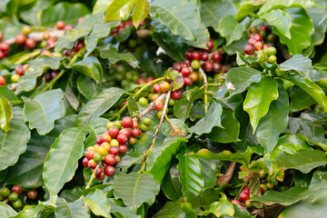 Red and green coffee fruit on tree on green leaf background.