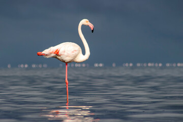Wild African birds. A lone great African flamingo on a blue lagoon against a bright sky background