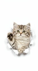 Obraz premium Adorable Minuet Kitten Emerging from Torn Paper - Fluffy and Curious Feline on White