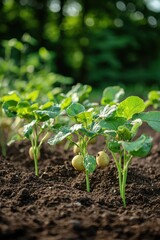 Potato plants in moist soil
