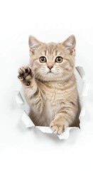 Obraz premium Adorable Munchkin Kitten Emerging Through Torn Paper - Playful Feline on White Background