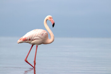 Wild African birds. A lone great African flamingo on a blue lagoon against a bright sky background