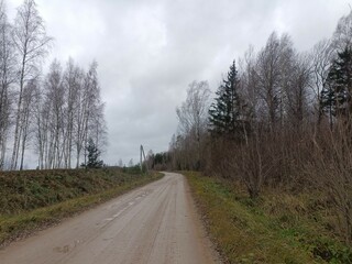 Forest in Siauliai county during cloudy autumn day. Oak and birch tree woodland. Cloudy day with white clouds in blue sky. Bushes are growing in woods. Nature. Fall season. Miskas.