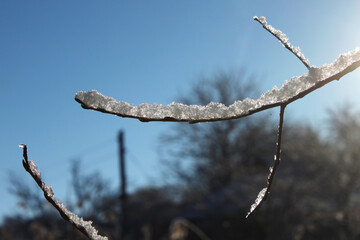 a thin branch covered with a thick layer of snow beautifully illuminates the rays of the sun in the backlight. the trees behind are blurred to
 enhance the emphasis on the snow background