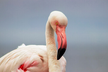 A close-up of a great flamingo against a blue sky.