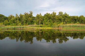 a magnificent stretch of wooded bank is reflected in the mirror surface of the river. lush green summer