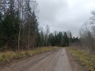 Road in forest in Siauliai county during cloudy autumn day. Oak and birch tree woodland. Cloudy day with white clouds in blue sky. Bushes are growing in woods. Sandy road. Nature. Fall season. Miskas.