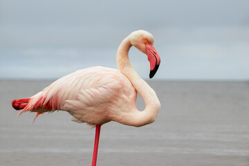 Wild African birds. A lone great African flamingo on a blue lagoon against a bright sky background