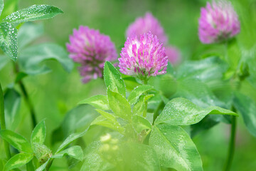 Red Clover, Trifolium pratense, in a typical meadow environment. delicate flower, on a light green natural background, with drops after rain, morning dew, moisture on the petals. macro nature.