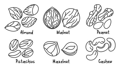 Collection of different nuts, outline. Peanut, walnut, hazelnut, pistachio, almond and cashew. Concept of healthy food. Products for snack. Line icons. Hand drawn sketches, doodle, vector illustration