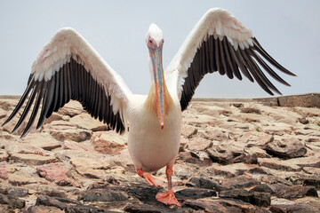 A great white pelican with open wings on a sunny day