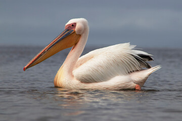 Great white pelican on a blue lagoon on a sunny morning