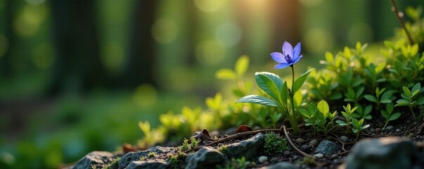 A blue gentian flower blooms on a rocky outcropping in the forest, outdoor, nature