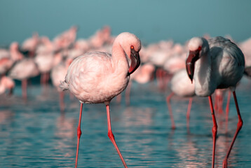 African wild birds. A flock of pink flamingos on the blue lagoon against the bright sky