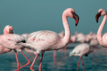 African wild birds. A flock of pink flamingos on the blue lagoon against the bright sky