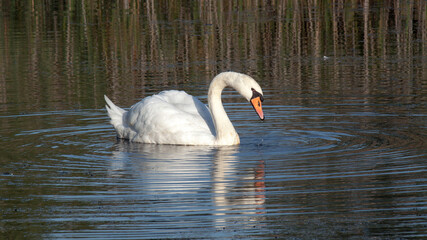 swan on the lake