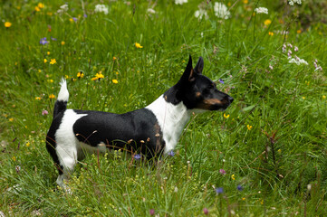 hund terrier natur
