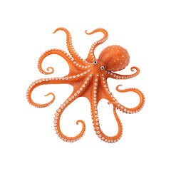 Obraz premium set of octopus