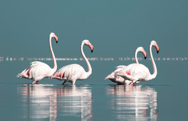 African wild birds. A flock of great flamingos on the blue lagoon against the bright sky