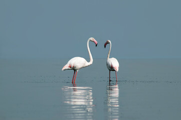 African wild birds. Two great flamingos on the blue lagoon in the morning