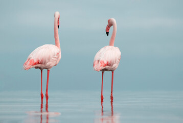 Wild african birds. Two Great african flamingos  walking around the blue lagoon against bright sky