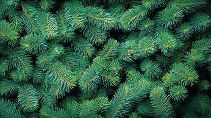 Banner with dense green pine foliage and dark fir tree branches background.