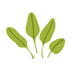Fresh hand drawn spinach leaves. Minimalist doodle flat style. Ingredient for salad