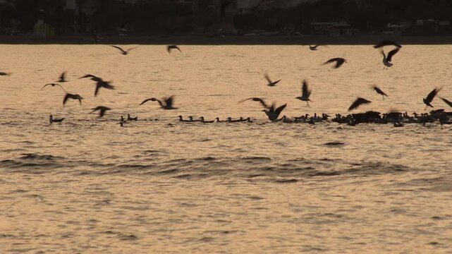 Seagulls flying over the sea. Caleta de Velez, Spain