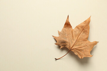 Various autumn leaves on color background