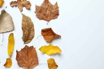 Naklejka premium Various autumn leaves on white background
