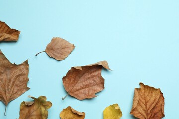 Various autumn leaves on color background