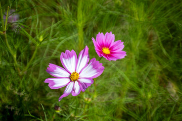 Cosmos blooming in the field

