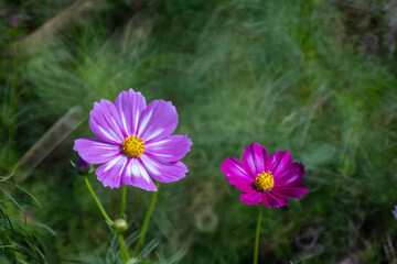 Cosmos blooming in the field